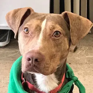 BamBam *Adopt or Foster*