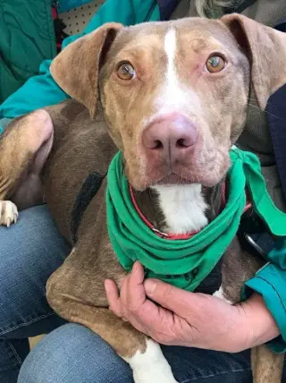 BamBam *Adopt or Foster*