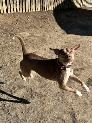BamBam *Adopt or Foster*