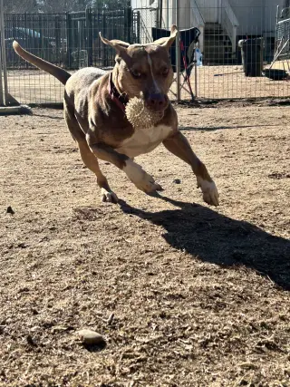 BamBam *Adopt or Foster*