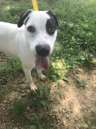Archie