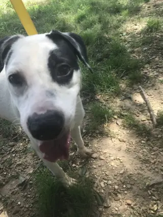 Archie