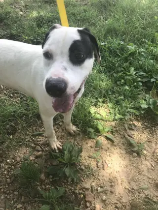 Archie