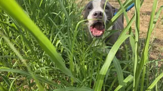 Monty