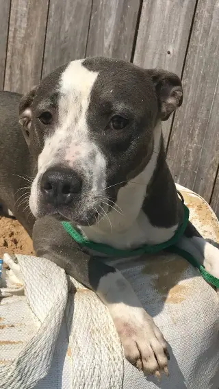 Monty