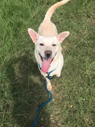 Apollo