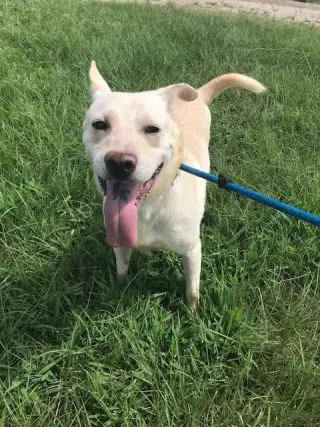 Apollo