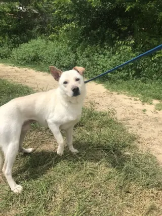 Apollo