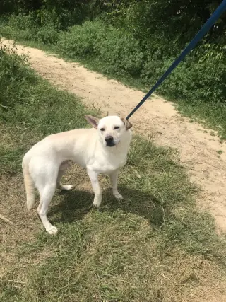 Apollo