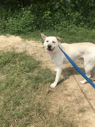 Apollo