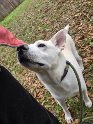 Apollo