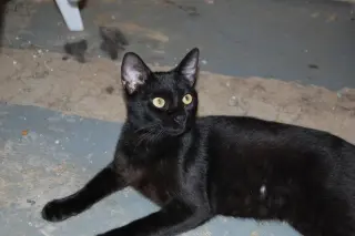 Otis