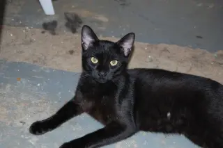 Otis