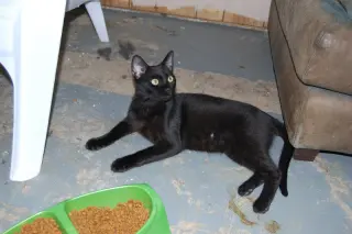 Otis