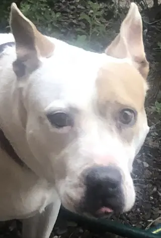 MILLIE