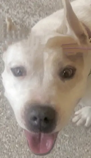 MILLIE