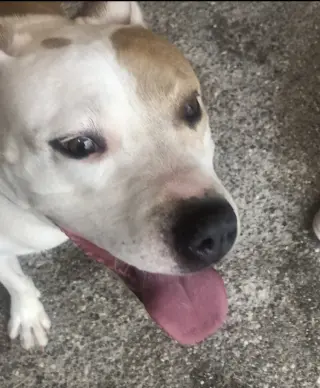 MILLIE