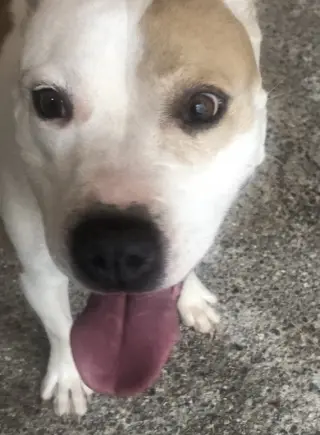 MILLIE