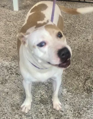MILLIE