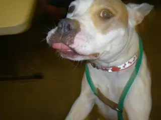 MILLIE