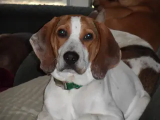 Mack