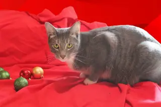 Zeus