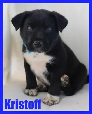 Kristoff - CP