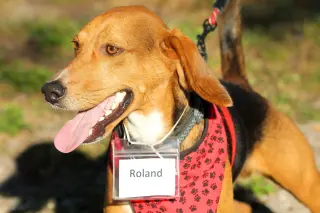 Roland