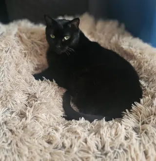 Ophelia