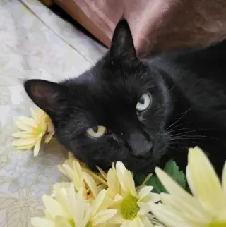 Ophelia