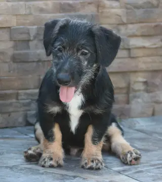 Knox