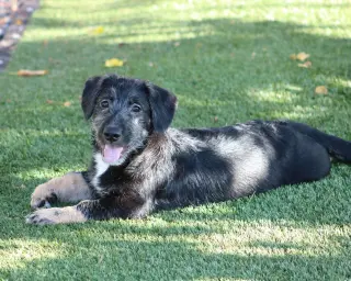 Knox