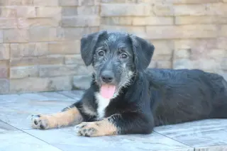 Knox