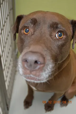 Coco