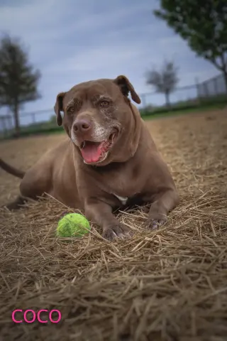 Coco