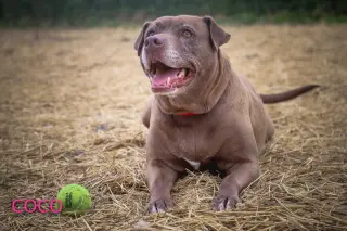 Coco