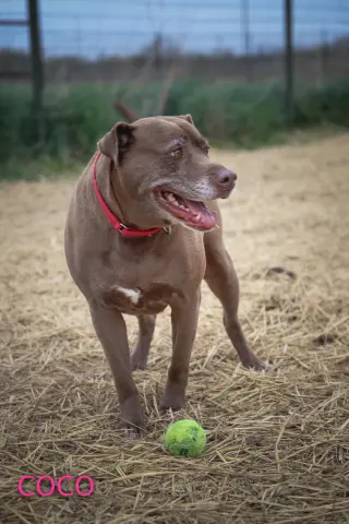 Coco
