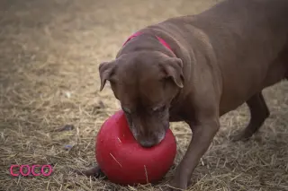 Coco