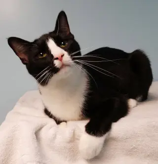 Tia