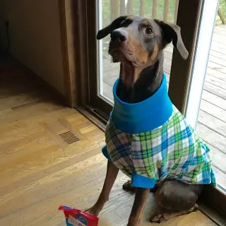 Whiskey - Forever Foster