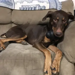 Whiskey - Forever Foster