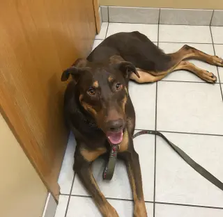 Whiskey - Forever Foster