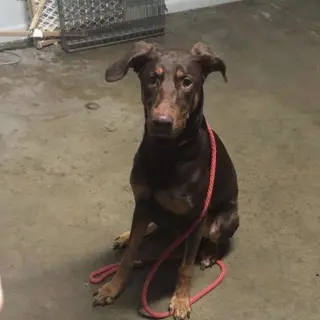 Whiskey - Forever Foster