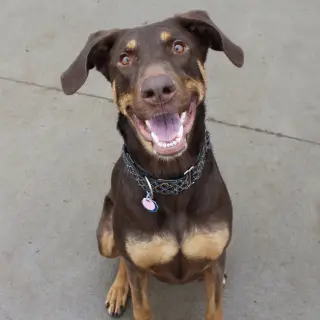 Whiskey - Forever Foster