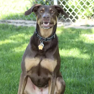 Whiskey - Forever Foster