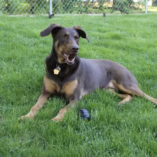 Whiskey - Forever Foster