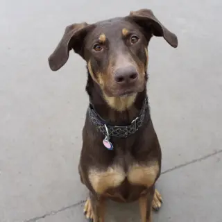 Whiskey - Forever Foster