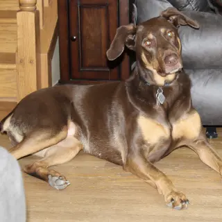 Whiskey - Forever Foster