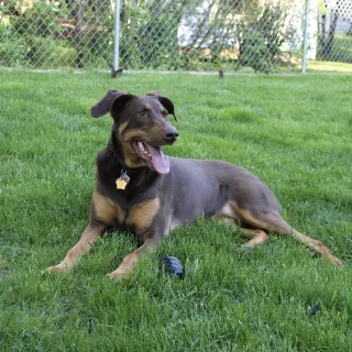 Whiskey - Forever Foster