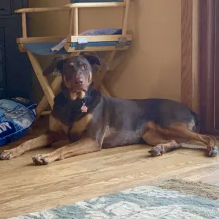Whiskey - Forever Foster